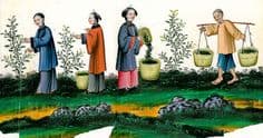 Cultivo de chá na China antiga