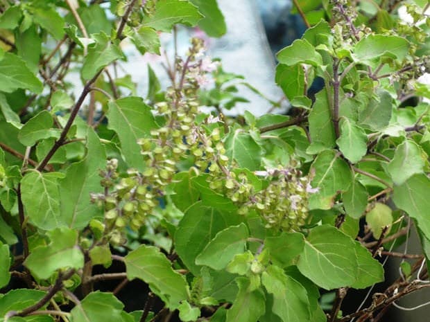 Tulsi, planta de manjericão