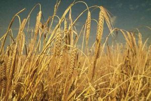 Top 10 Alimentos e Bebidas Romanas Antigas